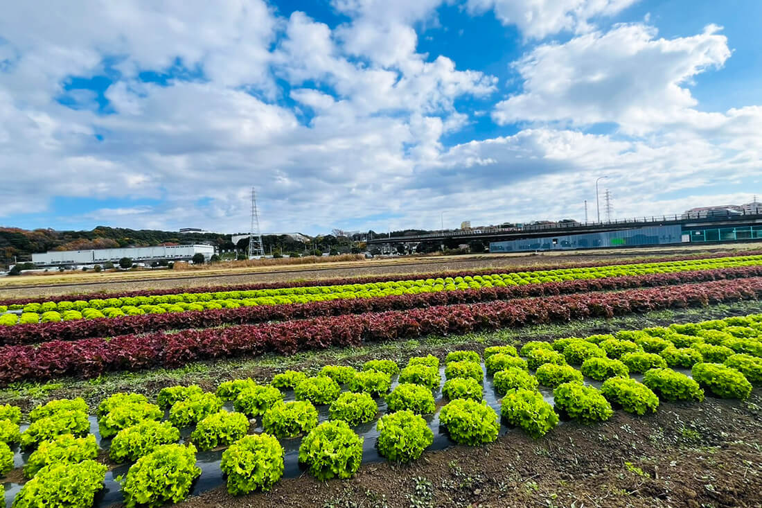 地域農業活性化への取り組み