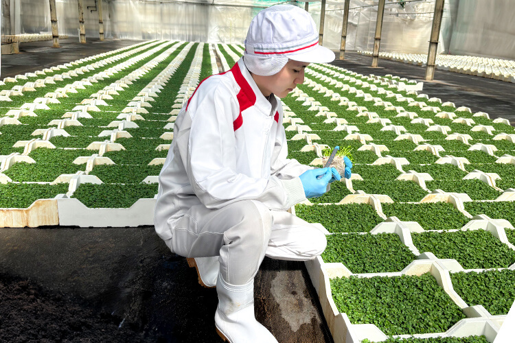 苗の状態の観察・記録