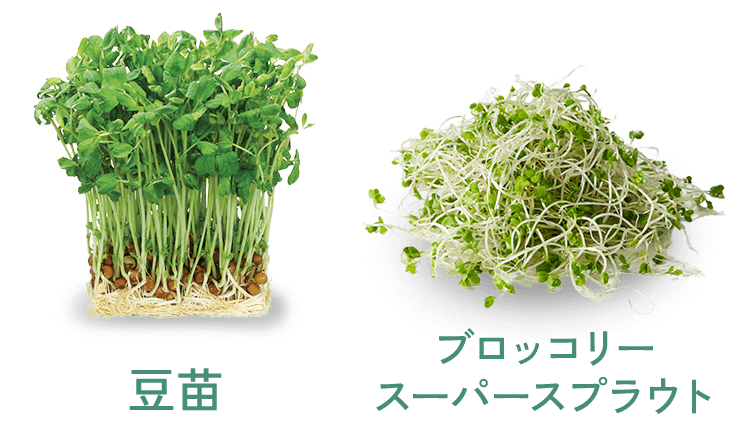 豆苗　ブロッコリースーパースプラウト