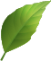 葉っぱ
